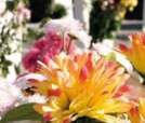 Servicios funerarios