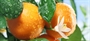 Antioxidantes, fuentes de salud