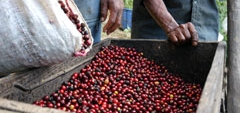 Café: vamos al grano 