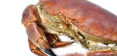 Mariscos y crustáceos: comprar y degustar